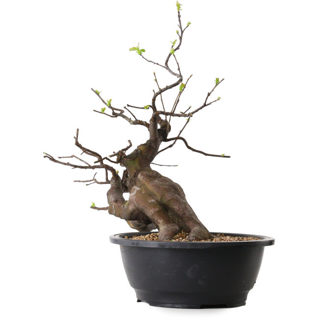 Pseudocydonia sinensis, 49 cm, ± 25 ans