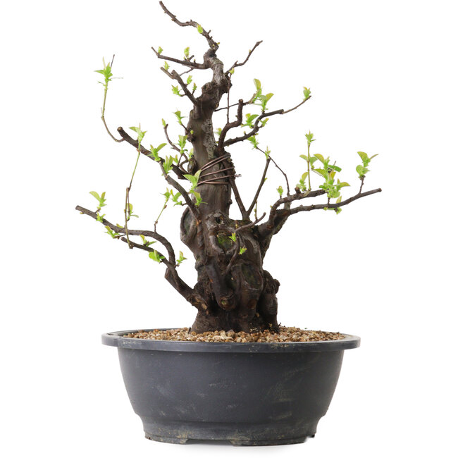 Pseudocydonia sinensis, 36 cm, ± 25 ans