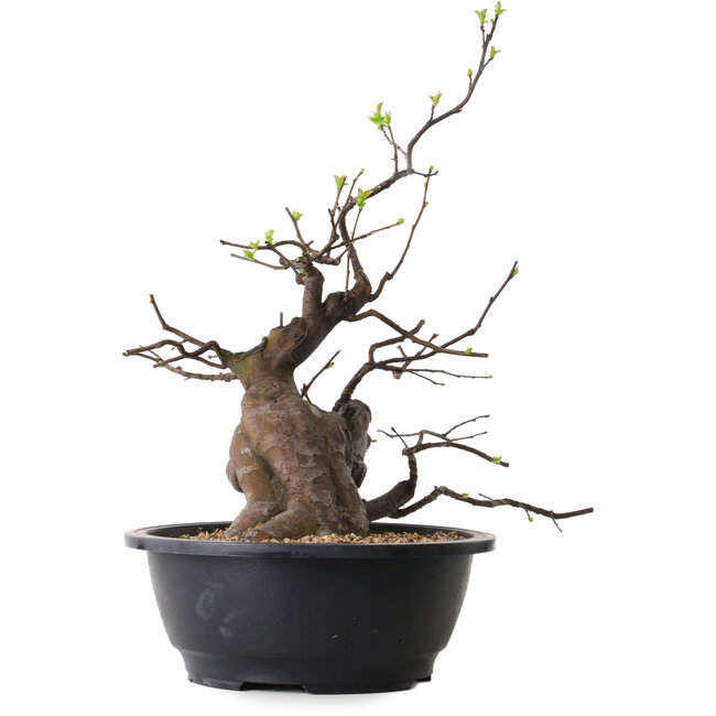 Pseudocydonia sinensis, 49 cm, ± 25 ans