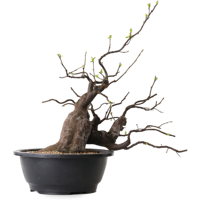 Pseudocydonia sinensis, 49 cm, ± 25 years old