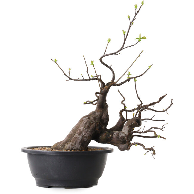 Pseudocydonia sinensis, 49 cm, ± 25 years old