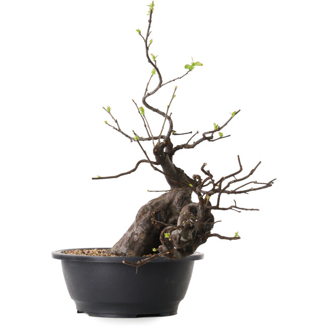 Pseudocydonia sinensis, 49 cm, ± 25 años de edad