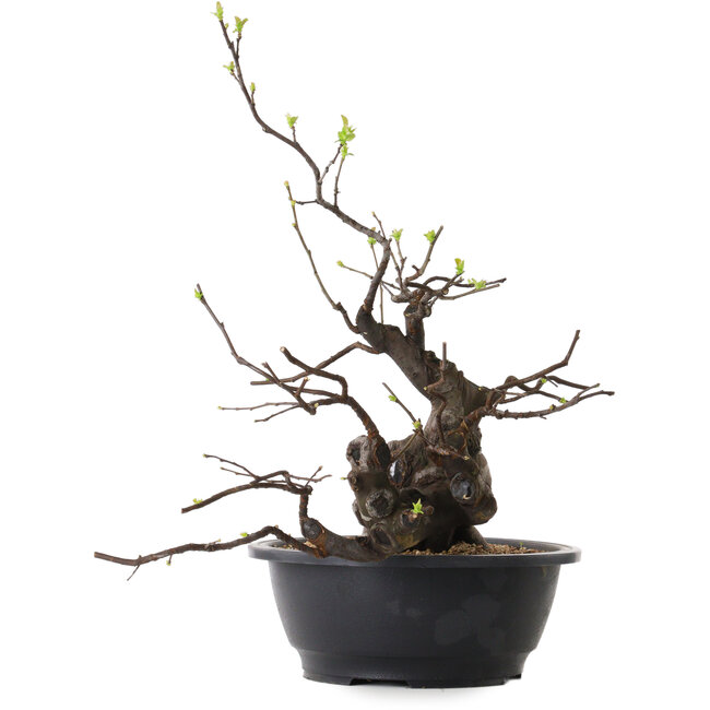 Pseudocydonia sinensis, 49 cm, ± 25 ans