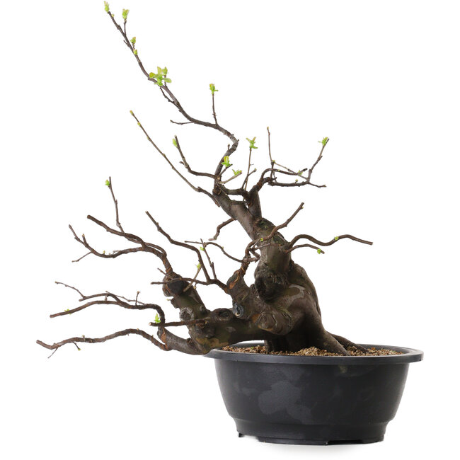 Pseudocydonia sinensis, 49 cm, ± 25 jaar oud