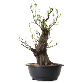 Pseudocydonia sinensis, 40 cm, ± 25 jaar oud