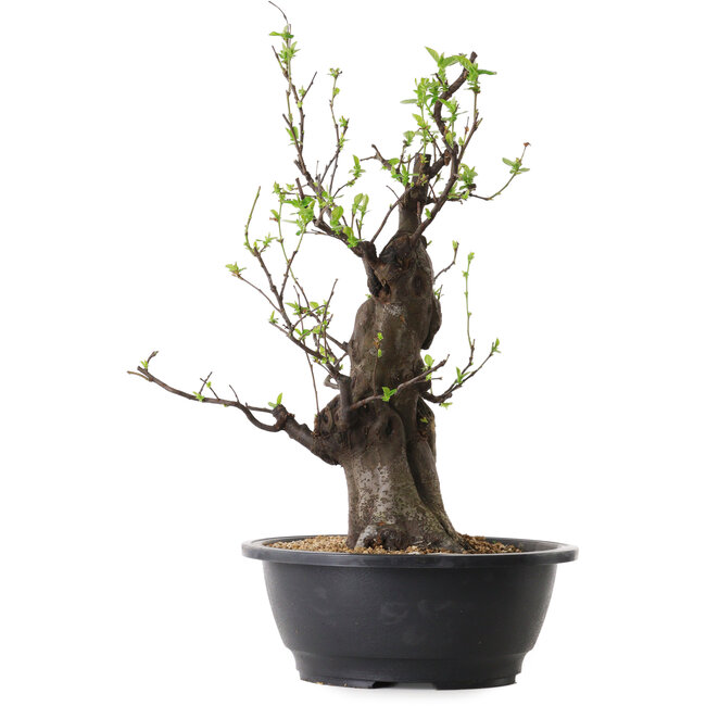 Pseudocydonia sinensis, 40 cm, ± 25 years old