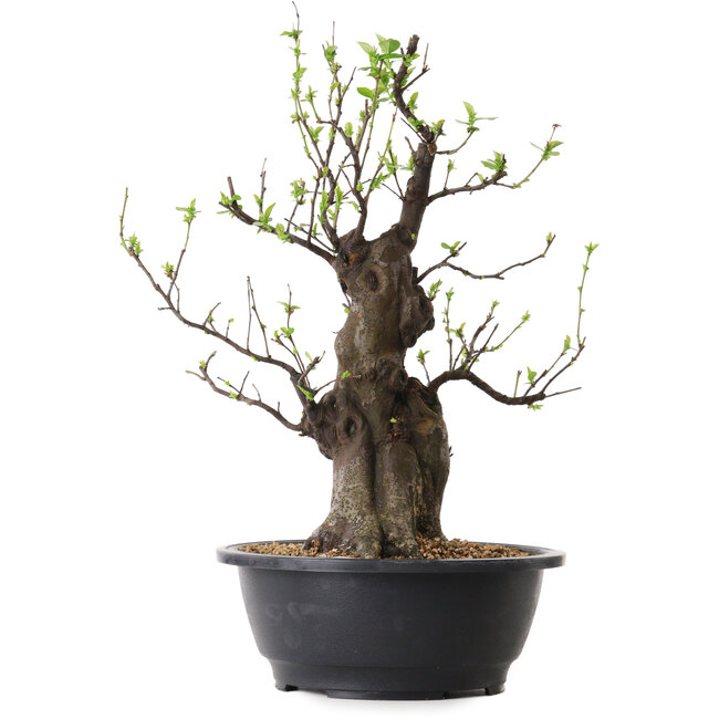 Pseudocydonia sinensis, 40 cm, ± 25 anni