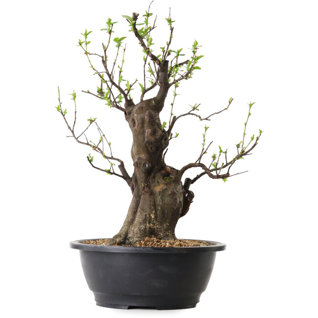 Pseudocydonia sinensis, 40 cm, ± 25 anni