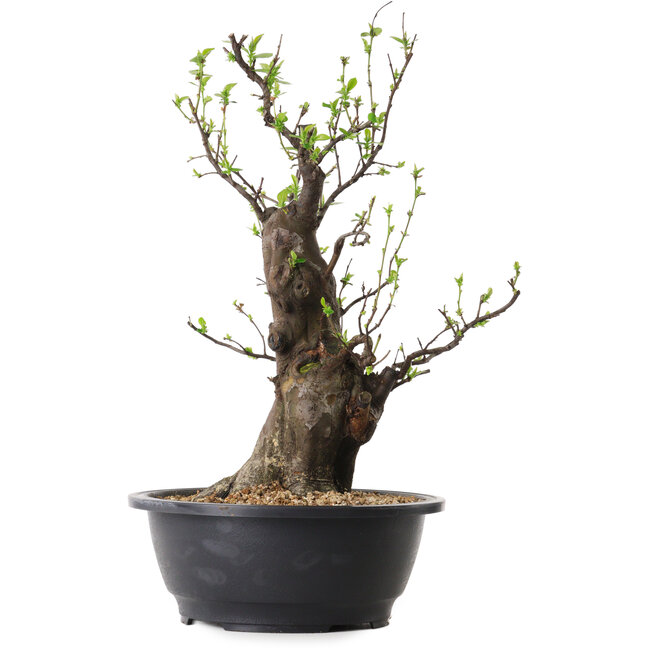 Pseudocydonia sinensis, 40 cm, ± 25 años de edad