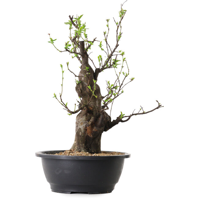 Pseudocydonia sinensis, 40 cm, ± 25 years old