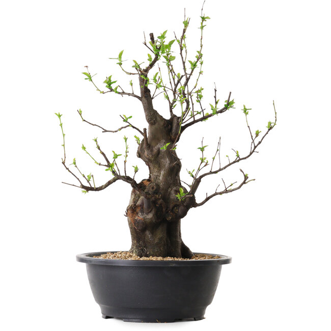 Pseudocydonia sinensis, 40 cm, ± 25 years old