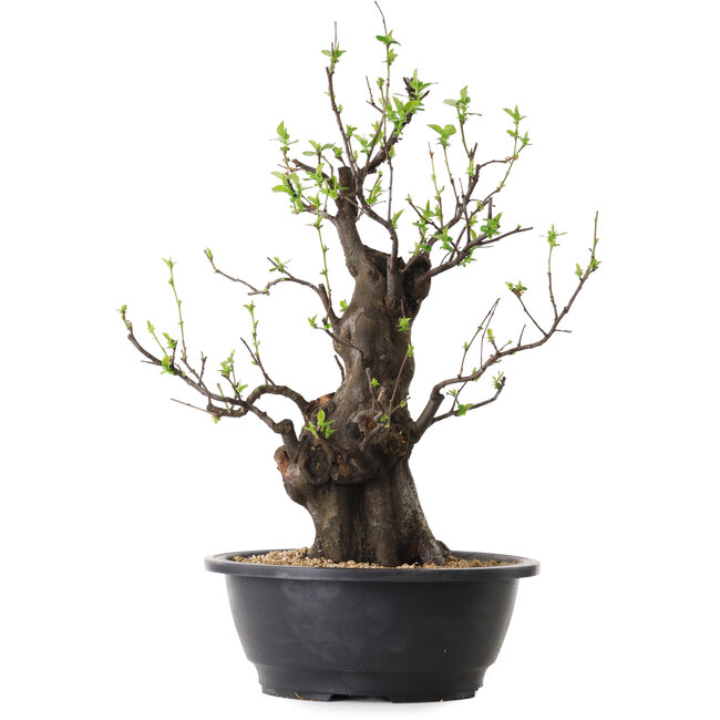 Pseudocydonia sinensis, 40 cm, ± 25 years old