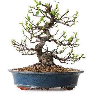 Pseudocydonia sinensis, 29 cm, ± 25 jaar oud