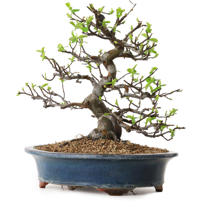 Pseudocydonia sinensis, 29 cm, ± 25 jaar oud, met een nebari van 17 cm