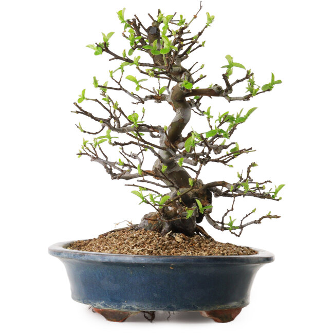 Pseudocydonia sinensis, 29 cm, ± 25 jaar oud, met een nebari van 17 cm