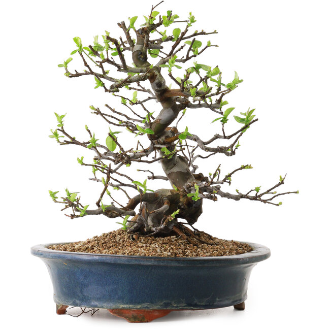 Pseudocydonia sinensis, 29 cm, ± 25 jaar oud, met een nebari van 17 cm