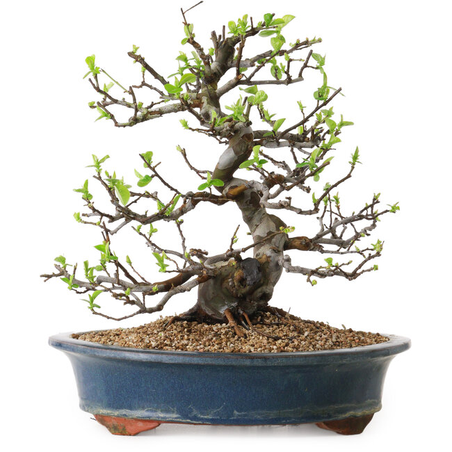 Pseudocydonia sinensis, 29 cm, ± 25 jaar oud, met een nebari van 17 cm