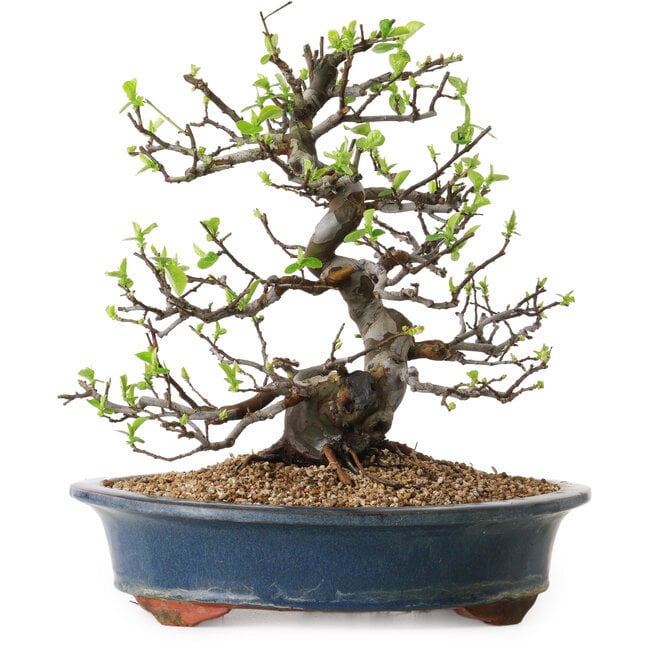 Pseudocydonia sinensis, 29 cm, ± 25 Jahre alt, mit einem Nebari von 17 cm