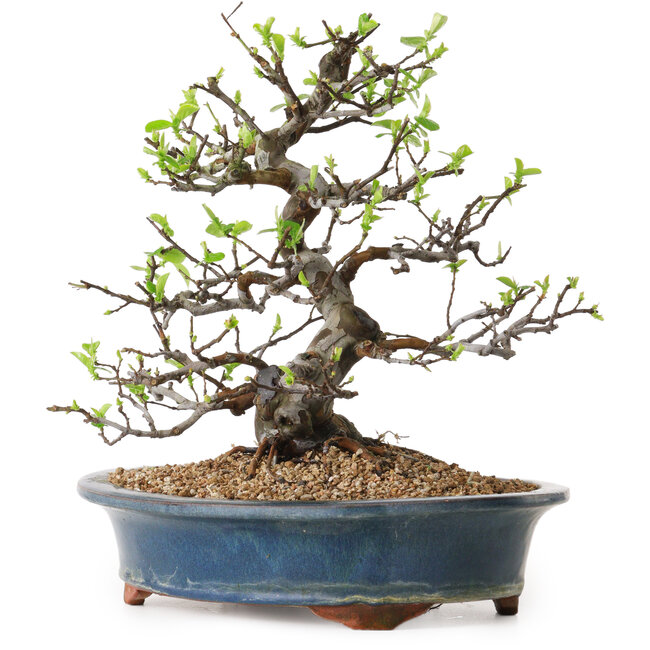 Pseudocydonia sinensis, 29 cm, ± 25 jaar oud, met een nebari van 17 cm