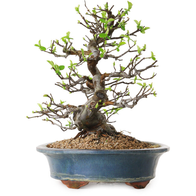 Pseudocydonia sinensis, 29 cm, ± 25 jaar oud, met een nebari van 17 cm