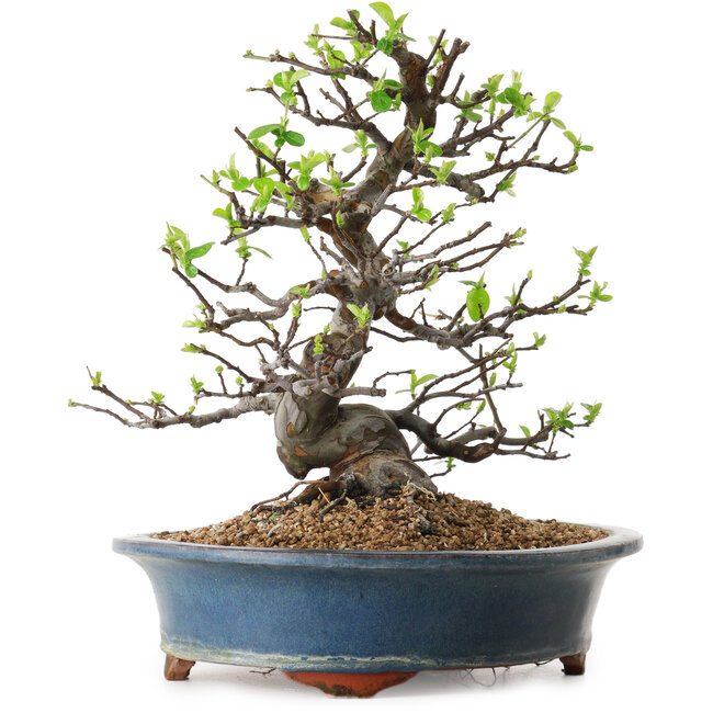 Pseudocydonia sinensis, 29 cm, ± 25 años de edad, con un nebari de 17 cm