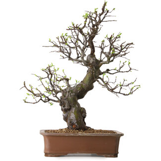 Pseudocydonia sinensis, 67 cm, ± 25 years old