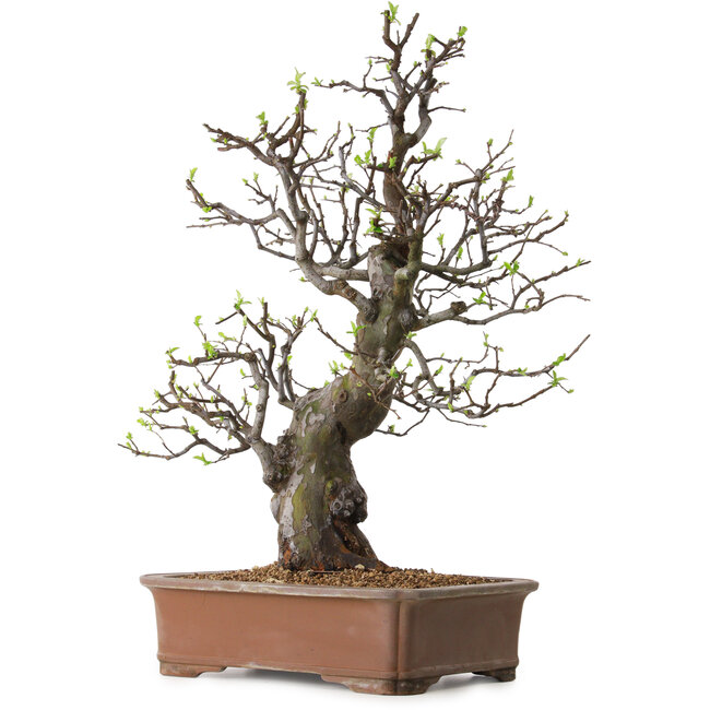 Pseudocydonia sinensis, 67 cm, ± 25 Jahre alt, mit einem Nebari von 16 cm