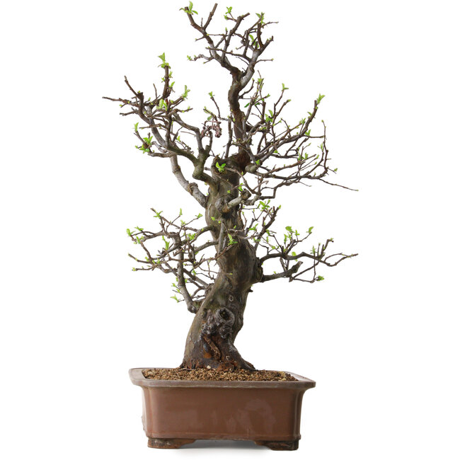 Pseudocydonia sinensis, 67 cm, ± 25 jaar oud, met een nebari van 16 cm