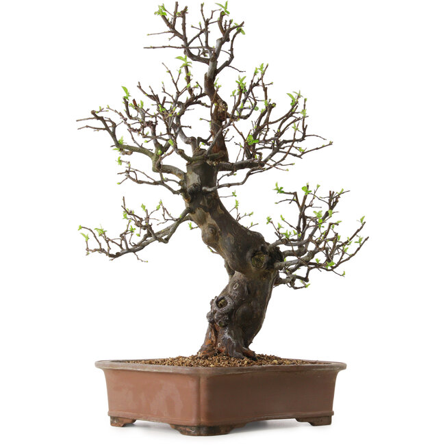 Pseudocydonia sinensis, 67 cm, ± 25 anni, con nebari di 16 cm