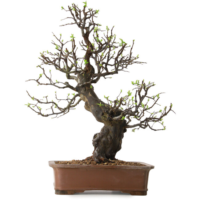 Pseudocydonia sinensis, 67 cm, ± 25 jaar oud, met een nebari van 16 cm