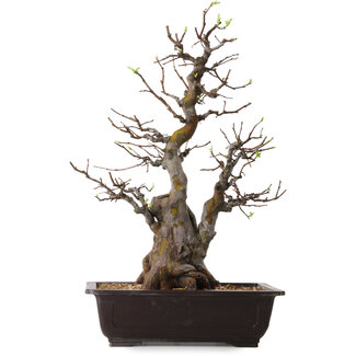 Pseudocydonia sinensis, 57 cm, ± 25 Jahre alt