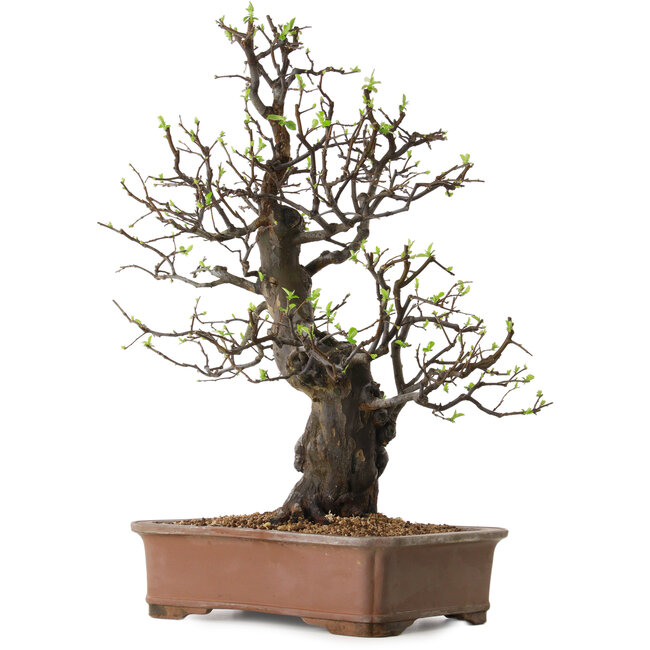 Pseudocydonia sinensis, 67 cm, ± 25 jaar oud, met een nebari van 16 cm