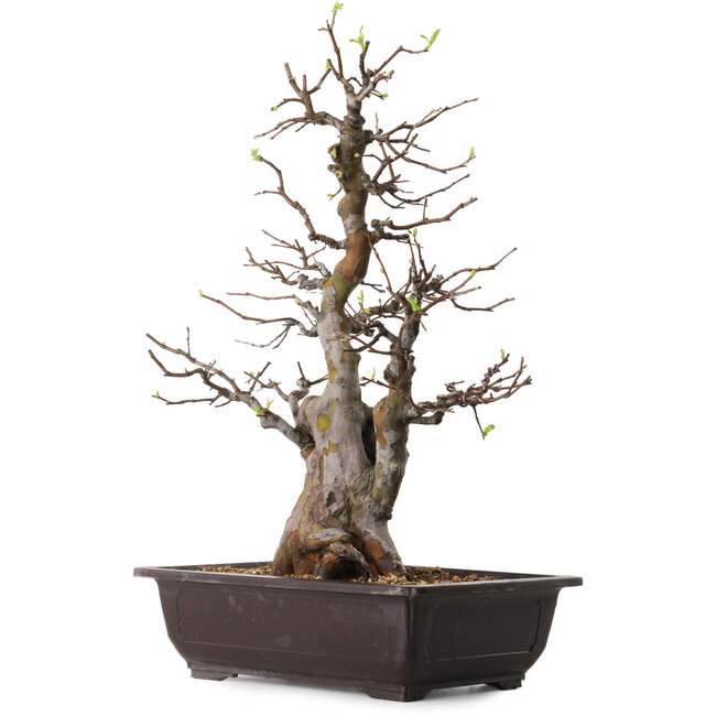 Pseudocydonia sinensis, 57 cm, ± 25 jaar oud, met een nebari van 17 cm