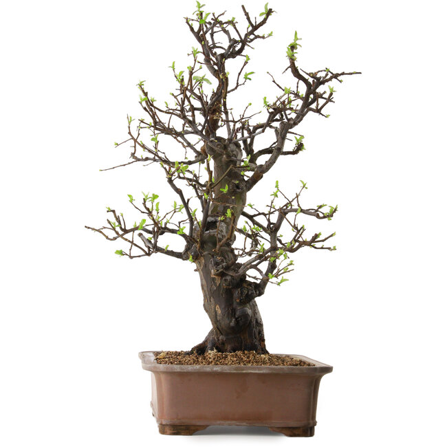 Pseudocydonia sinensis, 67 cm, ± 25 anni, con nebari di 16 cm