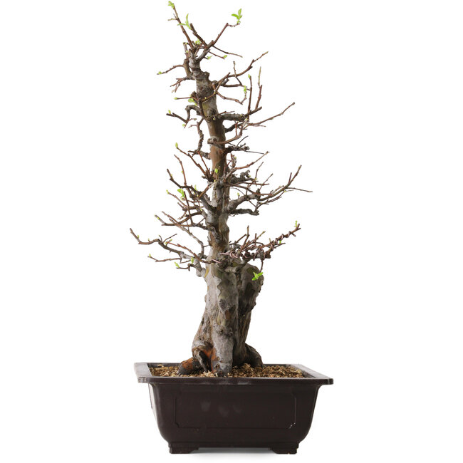 Pseudocydonia sinensis, 57 cm, ± 25 jaar oud, met een nebari van 17 cm