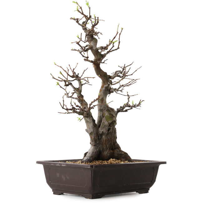 Pseudocydonia sinensis, 57 cm, ± 25 jaar oud, met een nebari van 17 cm