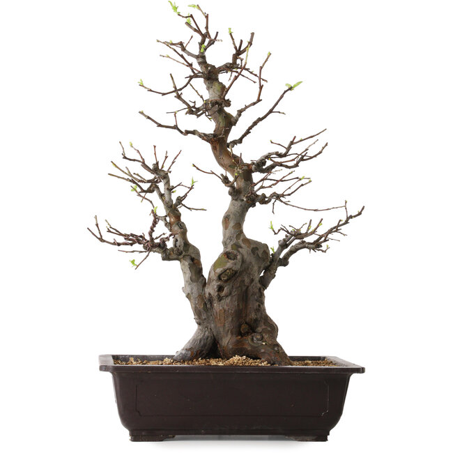 Pseudocydonia sinensis, 57 cm, ± 25 jaar oud, met een nebari van 17 cm