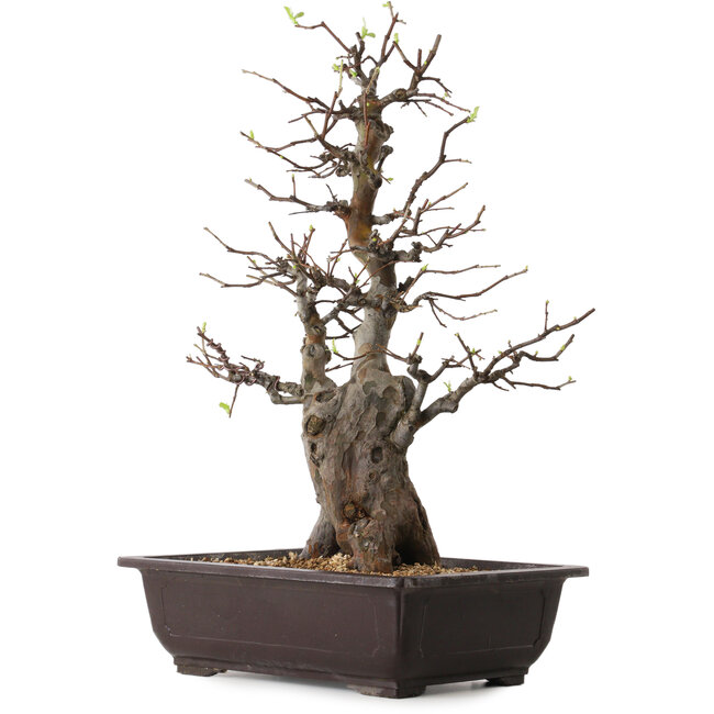 Pseudocydonia sinensis, 57 cm, ± 25 años de edad, con un nebari de 17 cm