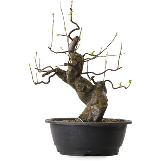 Pseudocydonia sinensis, 46 cm, ± 25 años de edad