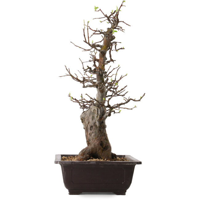 Pseudocydonia sinensis, 57 cm, ± 25 Jahre alt, mit einem Nebari von 17 cm