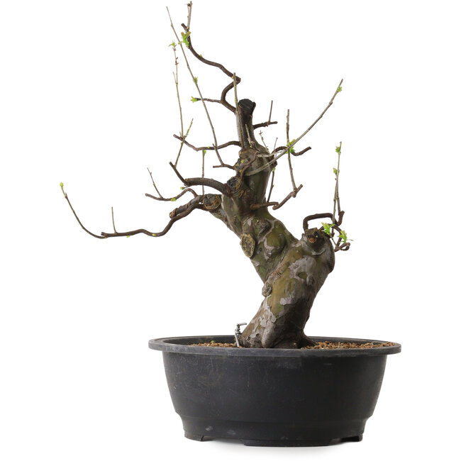 Pseudocydonia sinensis, 46 cm, ± 25 años de edad