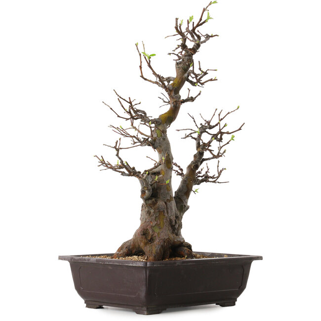 Pseudocydonia sinensis, 57 cm, ± 25 jaar oud, met een nebari van 17 cm