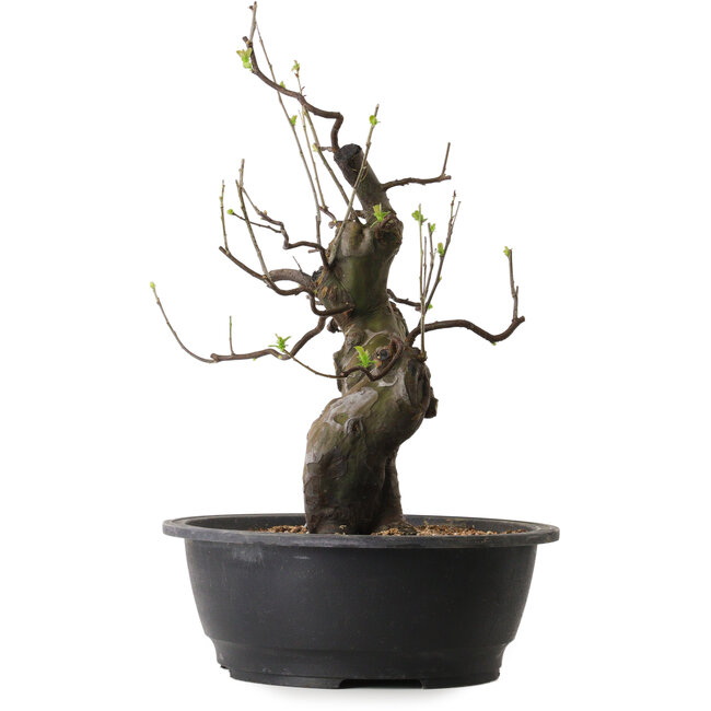 Pseudocydonia sinensis, 46 cm, ± 25 anni