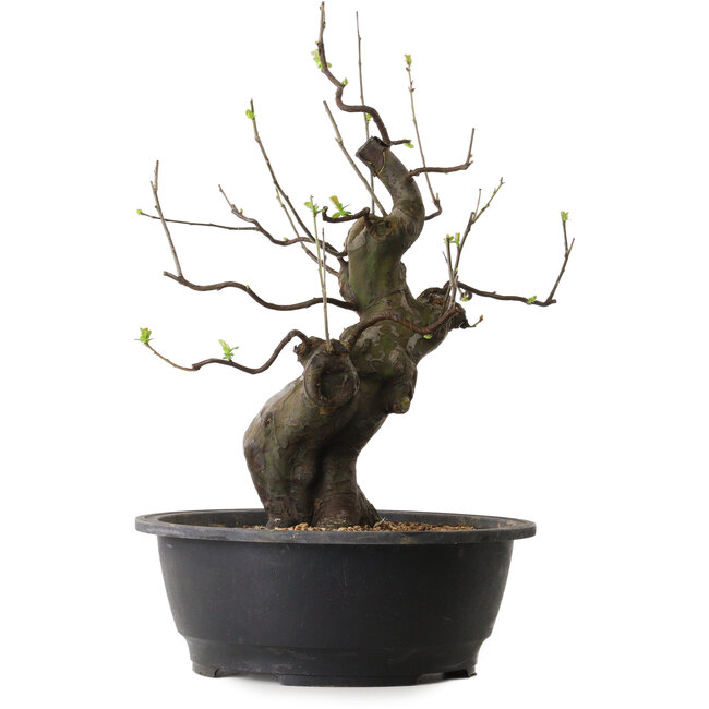 Pseudocydonia sinensis, 46 cm, ± 25 anni