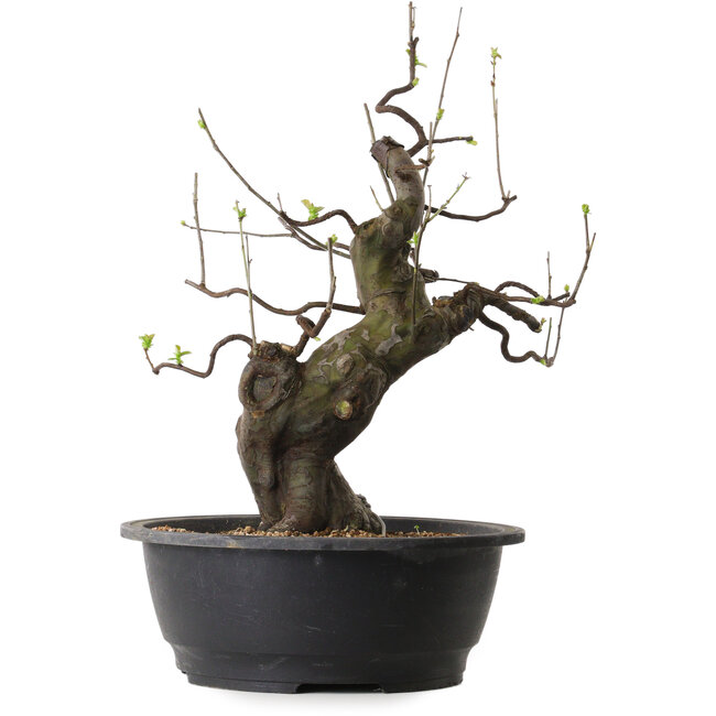 Pseudocydonia sinensis, 46 cm, ± 25 años de edad