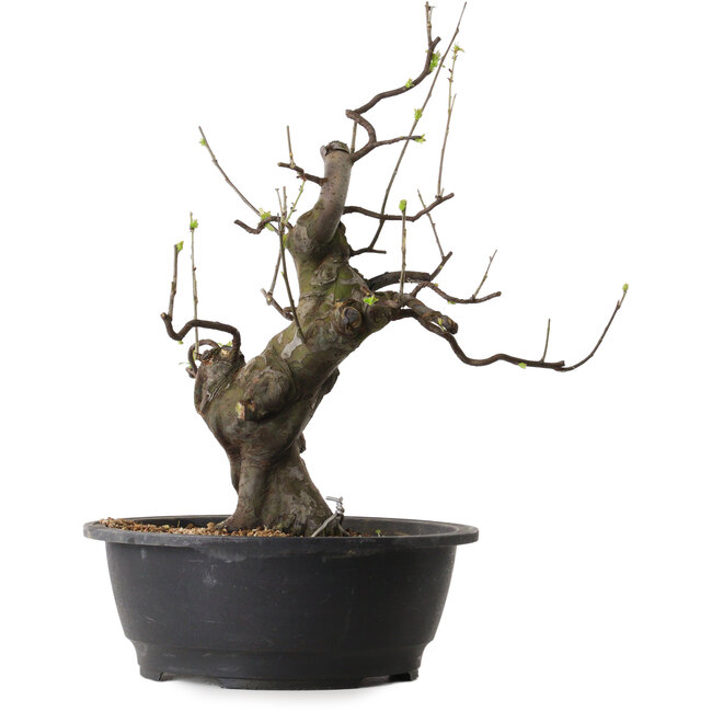 Pseudocydonia sinensis, 46 cm, ± 25 años de edad