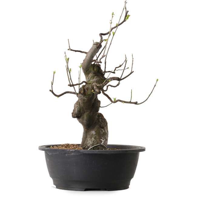 Pseudocydonia sinensis, 46 cm, ± 25 años de edad