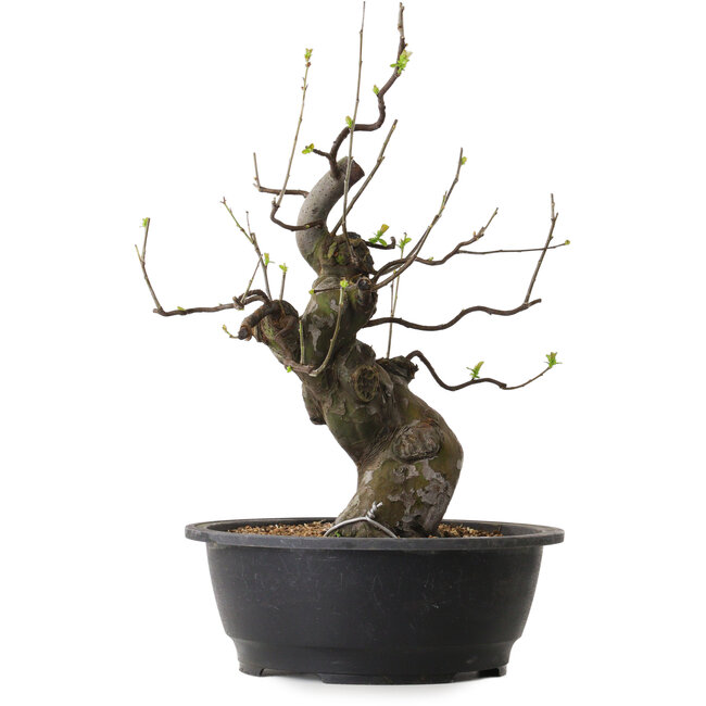 Pseudocydonia sinensis, 46 cm, ± 25 años de edad