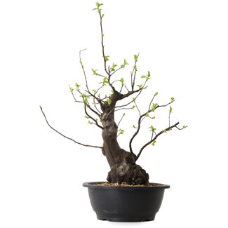 Pseudocydonia sinensis, 55 cm, ± 25 anni