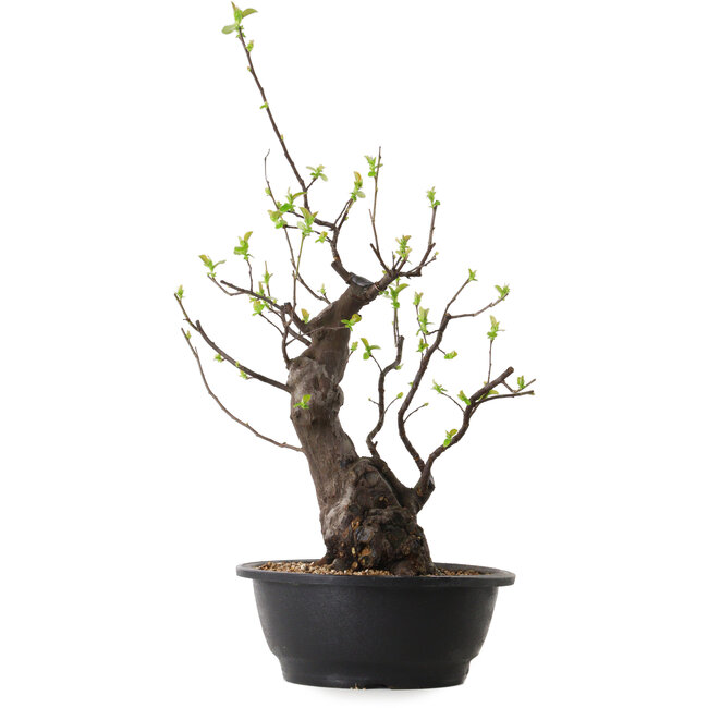 Pseudocydonia sinensis, 55 cm, ± 25 ans